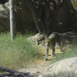 FITS_177 (May 04, 2019)